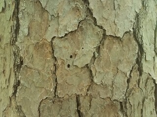 thick brown tree bark