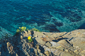 top view on alpine flowers on the edge of a steep cliff with turquoise sea background on a summer day at sunrise . Nature and outdoor concept.