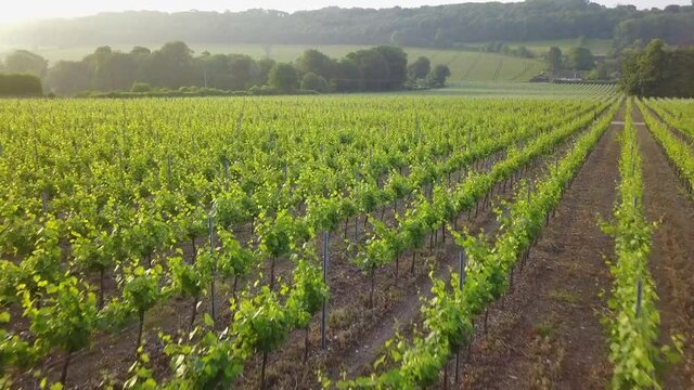 Hampshire Countryside And Hambledon Vineyard UK