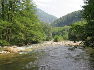 Fototapeta na wymiar mountain river in the forest