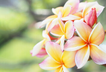 Plumeria or Frangipani flowers in the garden.
