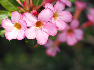 pink Impala Lily flower and green leaves
