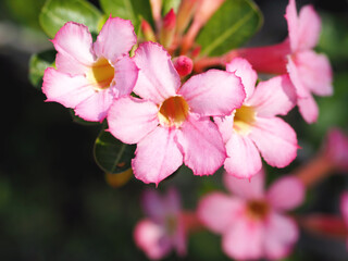  pink Impala Lily flower and green leaves