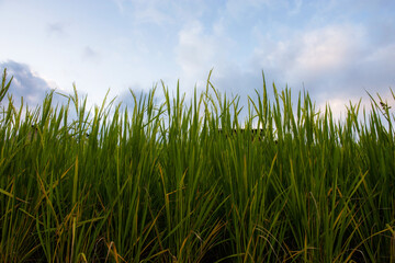 Green rice with sky.
