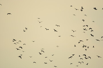 flock of birds