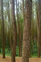 beautiful pine forest. Latin name for pine is Pinus. Pine forests are widely spread throughout the world.