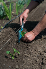 Close up of gardener's hands planting a pepper seedling in the vegetable garden - selective focus