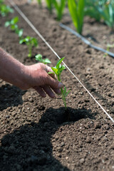 Close up of gardener's hands planting a pepper seedling in the vegetable garden - selective focus
