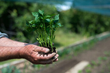 Fototapeta na wymiar Close up of gardener's hands holding pepper seedlings - selective focus
