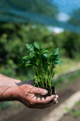Fototapeta na wymiar Close up of gardener's hands holding pepper seedlings - selective focus