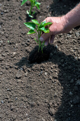 Close up of gardener's hands planting a pepper seedling in the vegetable garden - selective focus