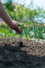 Close up of gardener's hands planting a pepper seedling in the vegetable garden - selective focus