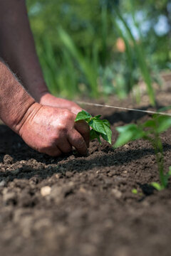 Close up of gardener's hands planting a pepper seedling in the vegetable garden - selective focus