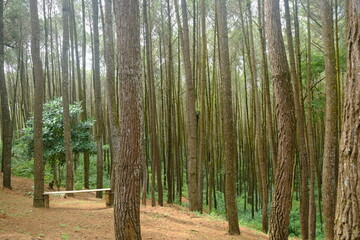 beautiful pine forest. Latin name for pine is Pinus. Pine forests are widely spread throughout the world.