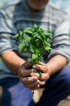 Close up of gardener's hands holding  pepper seedlings - selective focus