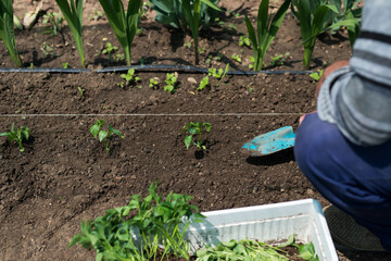Close up of gardener's hands planting a pepper seedling in the vegetable garden - selective focus