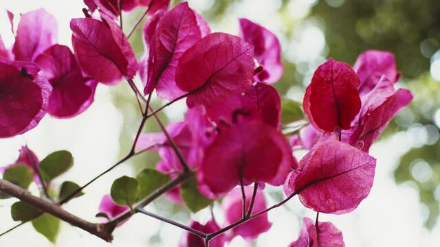 Bougainvillea Magnoliophyta flower close up - sunny day