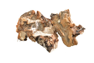 Obraz premium dry mushroom isolated on white background