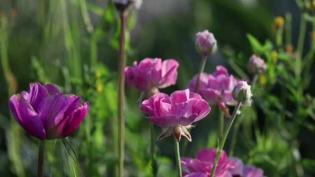 Spectacular pink and purple buttercup wildflowers and bloomed petals in green background, close up static