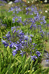 Beautiful purple and white Agapanthus flowers with leaves in background