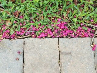 stone path with pink flower petals and green grass