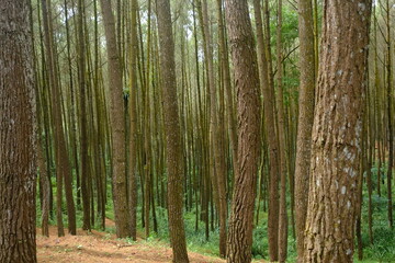 Fototapeta na wymiar beautiful pine forest. Latin name for pine is Pinus. Pine forests are widely spread throughout the world.