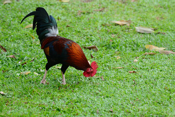 Fototapeta premium cock on grass