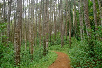 beautiful pine forest. Latin name for pine is Pinus. Pine forests are widely spread throughout the world.