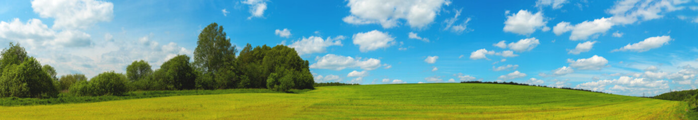 landscape with green grass and blue sky