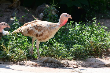 Turkey looking for food
