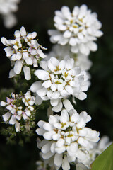 Closeup of white flower Alysium with delicate purple centres
