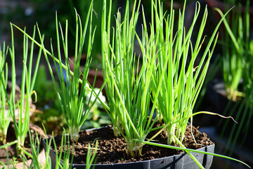 green onion in the morning