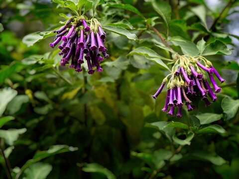 Purple Iochroma