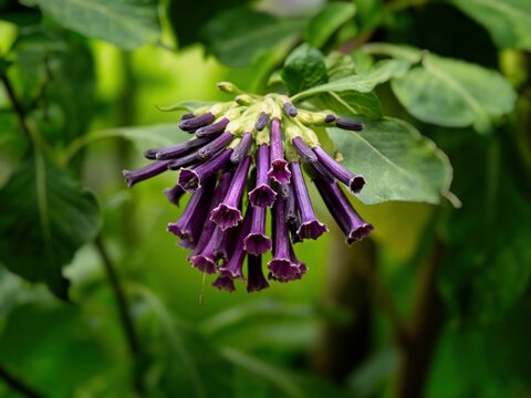 Purple Iochroma