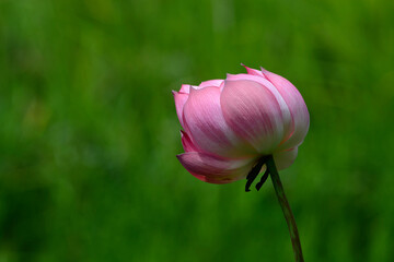 pink lotus flower