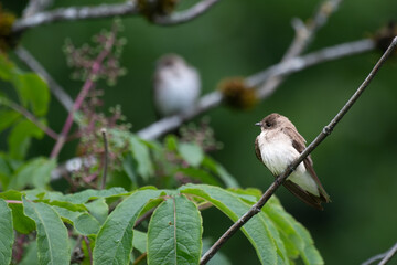 A pair of swallows perching 