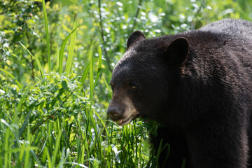 Black bear searching for food
