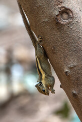 A wild squirrel is hanging his head to eat.