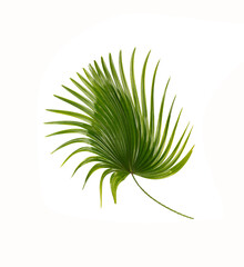Fototapeta premium Green leaf of palm tree background