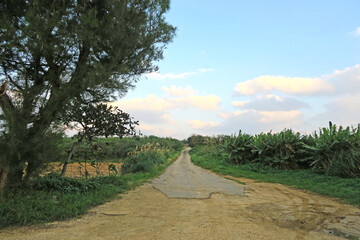 宮古島の道と自然