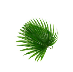 Green leaf of palm tree background