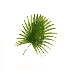 Green leaves of palm tree on white background