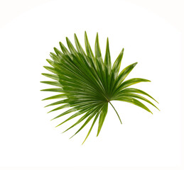 Green leaves of palm tree on white background