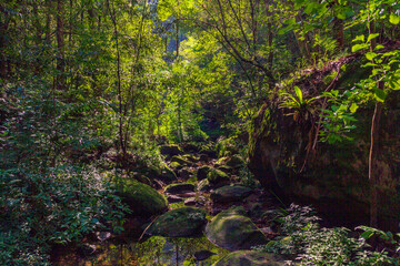 forest in the morning