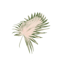 Naklejka na ściany i meble Green leaves of palm tree on white background