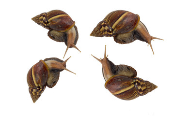 The snail is walking slowly on a white background.