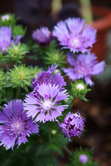 Beautiful purple Aster flowers outside in garden surrounded by green leaves