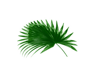 Green leaf of palm tree background