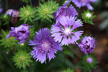 Beautiful purple Aster flowers outside in garden surrounded by green leaves