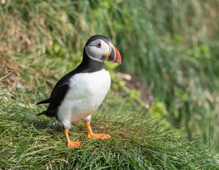 The Atlantic puffin (Fratercula arctica), also known as the common puffin, is a species of seabird in the auk family.